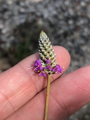 Dalea tenuis