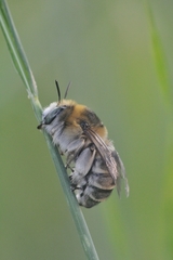 Anthophora femorata