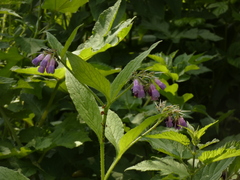 Symphytum officinale