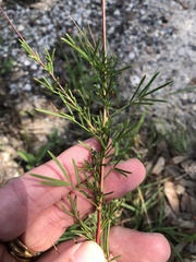 Dalea tenuis