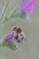 Anthophora femorata