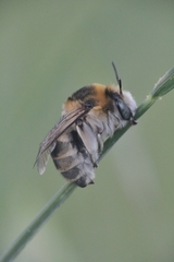 Anthophora femorata