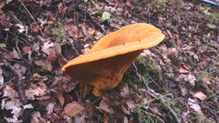 Austropaxillus