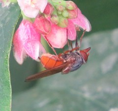 Rhingia rostrata