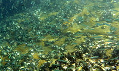 Atherinomorus lacunosus