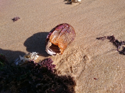 Jasus lalandii