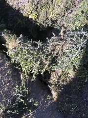 Cinclidotus fontinaloides