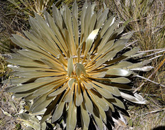 Espeletia boyacensis