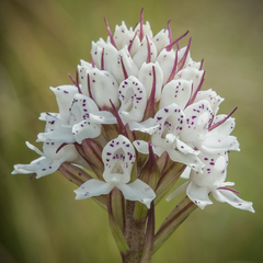 Disa cephalotes cephalotes