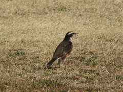 Turdus eunomus