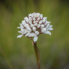 Disa cephalotes cephalotes