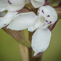 Disa cephalotes cephalotes