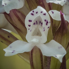 Disa cephalotes cephalotes
