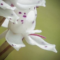 Disa cephalotes cephalotes