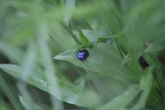 Oreina caerulea