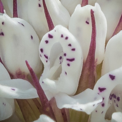 Disa cephalotes cephalotes