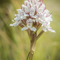 Disa cephalotes cephalotes