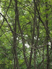 Pipilo erythrophthalmus