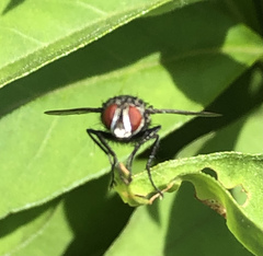 Oestroidea