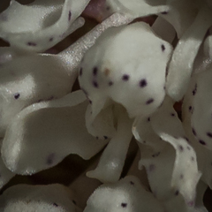 Disa cephalotes cephalotes