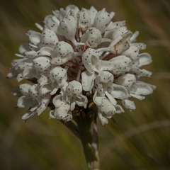 Disa cephalotes cephalotes
