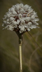 Disa cephalotes cephalotes