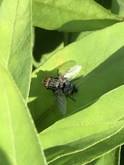Oestroidea