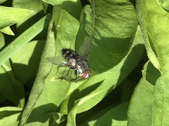 Oestroidea