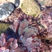 Plocamium corallorhiza - Photo (c) Henry de Lange, alguns direitos reservados (CC BY), uploaded by Henry de Lange