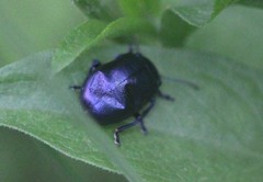 Oreina caerulea