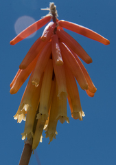 Kniphofia triangularis