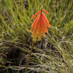 Kniphofia triangularis
