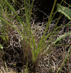 Kniphofia triangularis