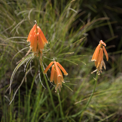 Kniphofia triangularis