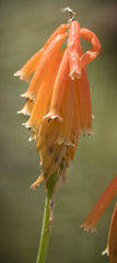 Kniphofia triangularis