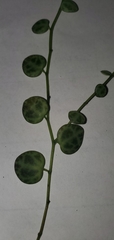Peperomia prostrata