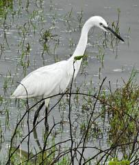 Egretta garzetta