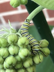 Danaus plexippus