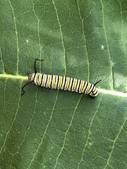 Danaus plexippus