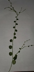 Peperomia prostrata