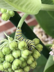 Danaus plexippus