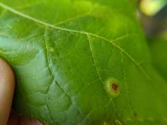 Phylloxera foveola