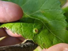 Phylloxera foveola