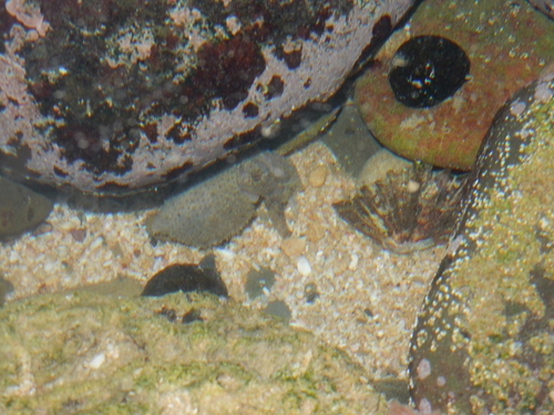 Sepia tuberculata