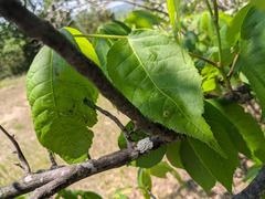 Phylloxera foveola