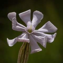 Silene undulata undulata