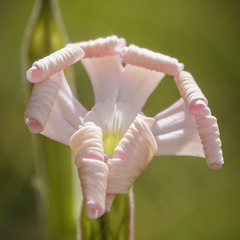 Silene undulata undulata
