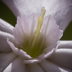 Silene undulata undulata