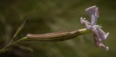 Silene undulata undulata