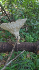 Cymatoderma caperatum